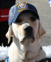 Patriot PAWS Service Dogs